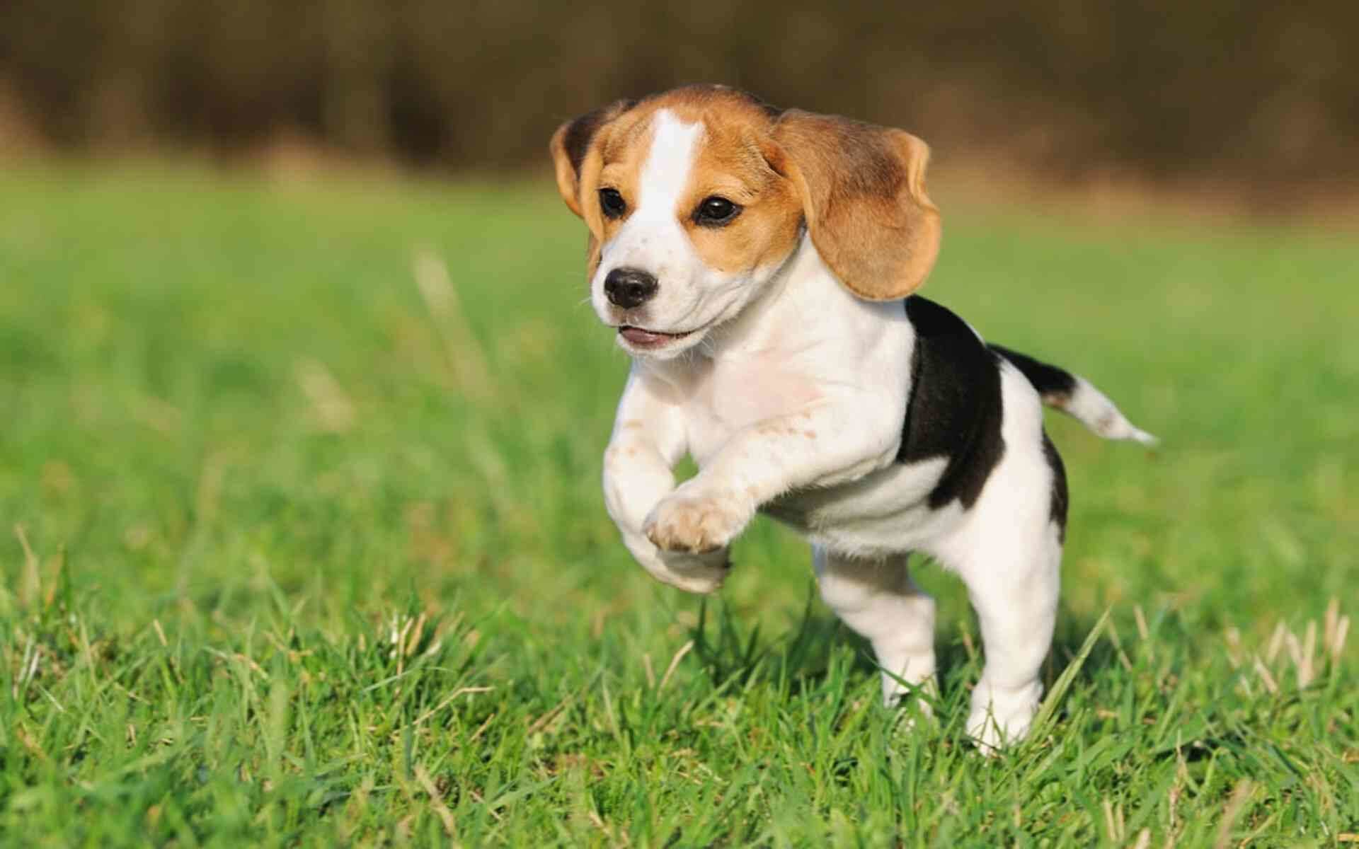 Beagle