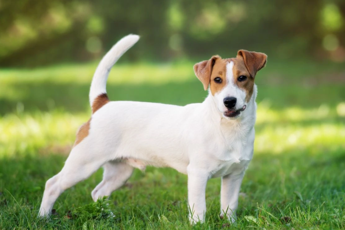 Jack Russell Terrier