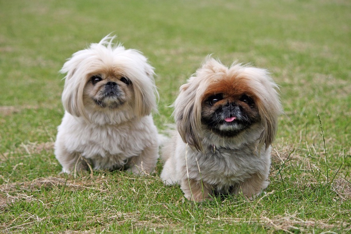 Pekingese (Pekinez) Cinsi Köpek