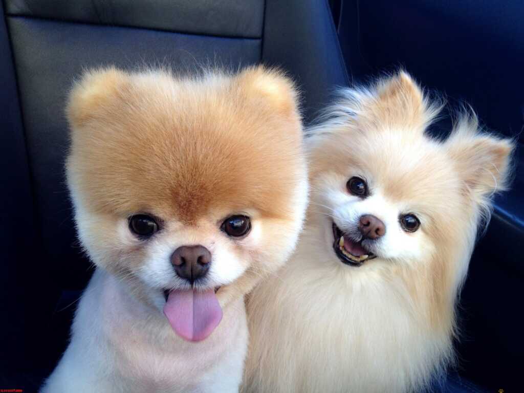 Pomeranian Boo