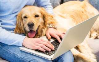 Apartmanda Beslenebilecek Köpek Cinsleri