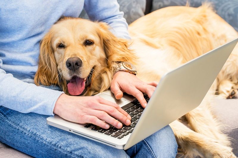 Apartmanda Beslenebilecek Köpek Cinsleri Apartmanda Beslenebilecek Köpek Cinsleri